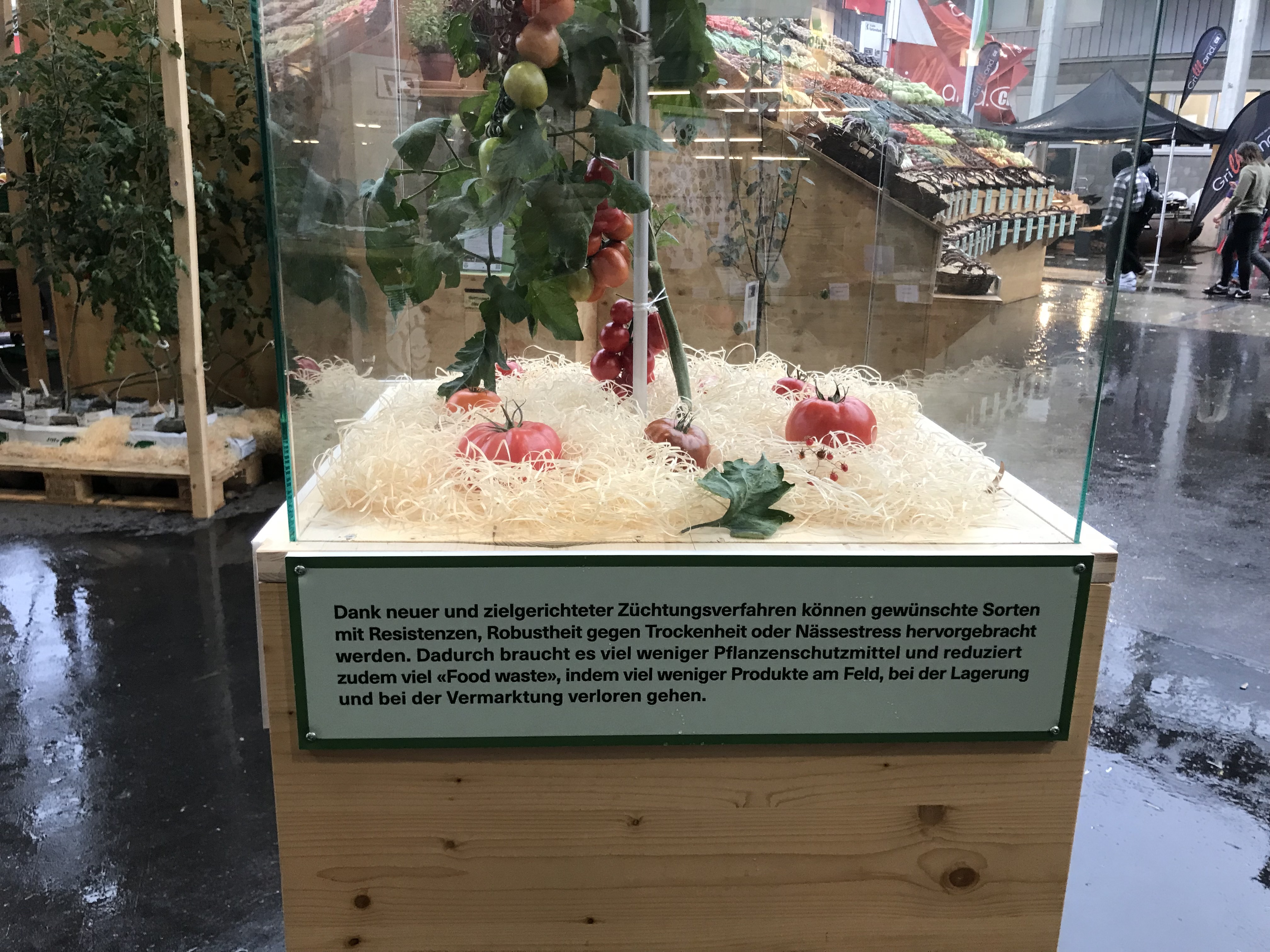 L'Association des légumes a utilisé des modèles d'exposition comme celui-ci pour attirer l'attention sur les avantages des nouvelles techniques de sélection végétale lors du salon Olma 2023.