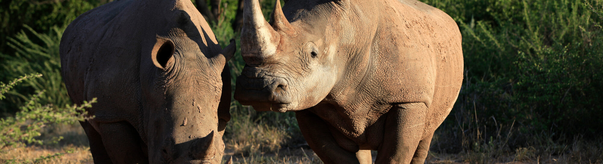 Biotechnology as a Tool for Nature Conservation