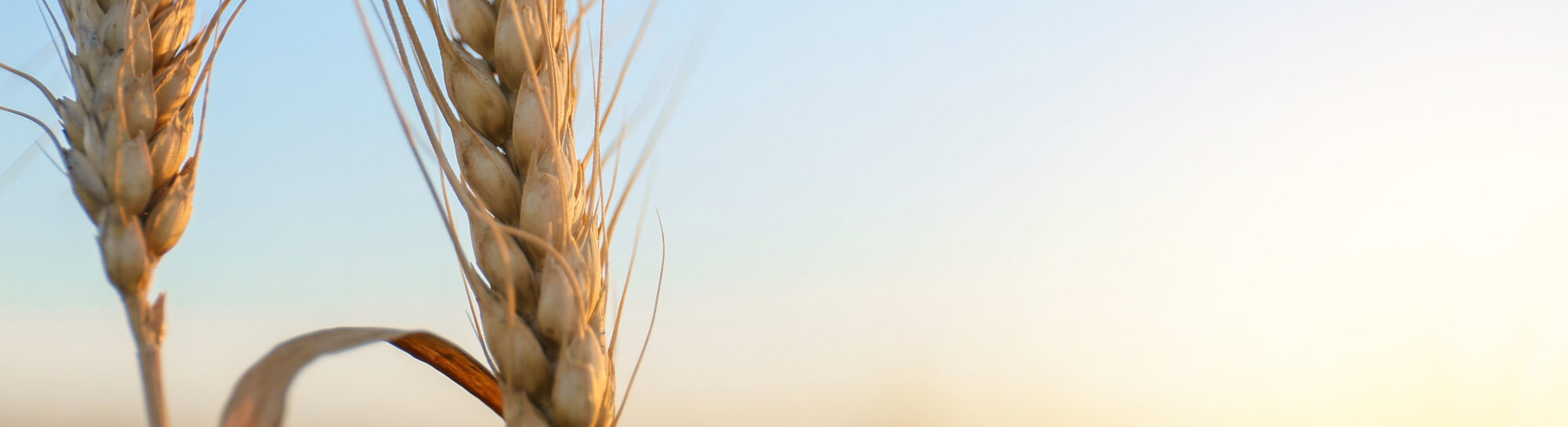 Zulassungen werden weltweit zur Innovationsbremse – und die Landwirtschaft bleibt auf der Strecke
