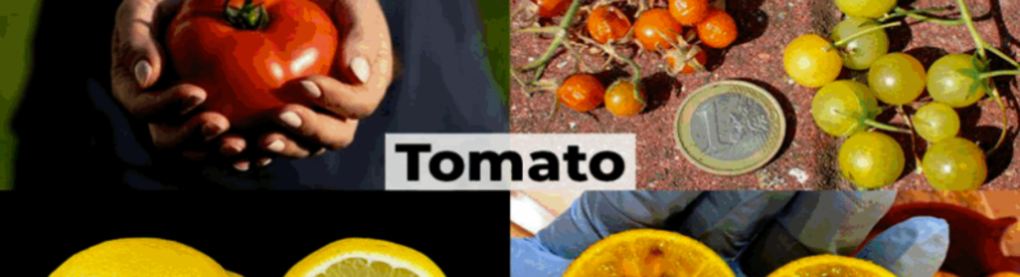 Schöne und köstliche Mutanten auf Ihrem Teller: Die missverstandene Welt der Pflanzenzüchtung