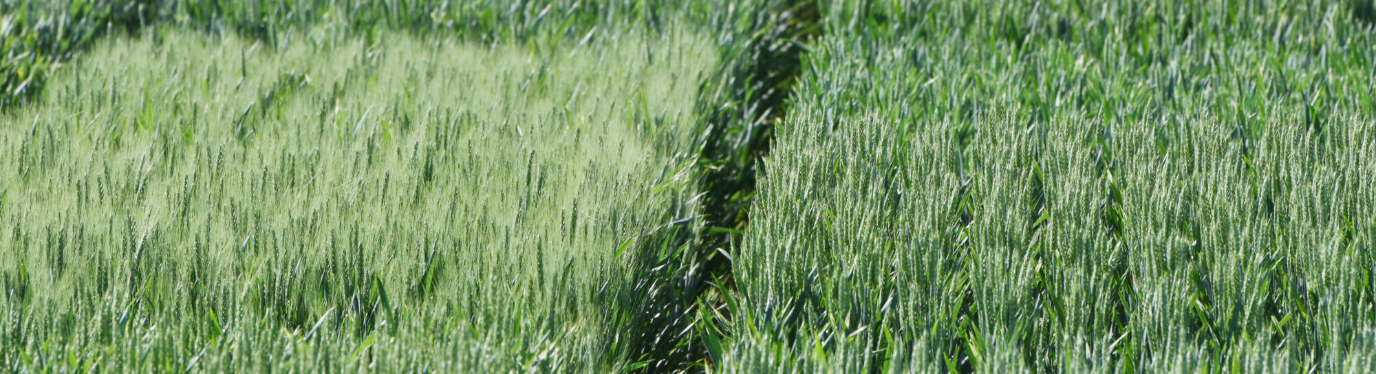 Das grosse Leiden der Landwirte