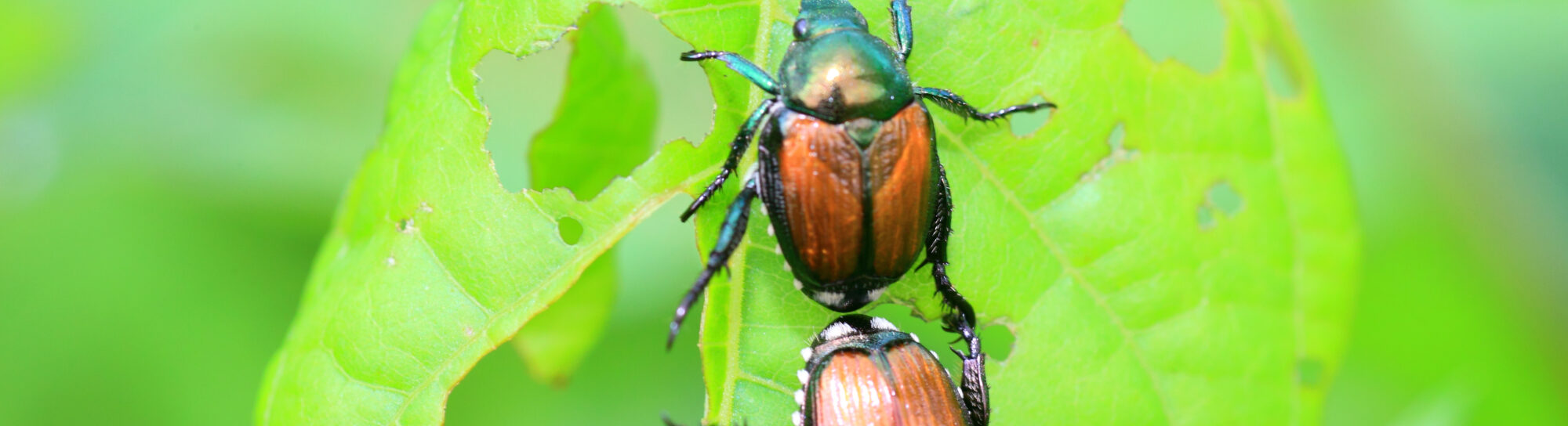 Unwanted Invaders: Why Pesticides Are Essential in the Fight Against Invasive Species