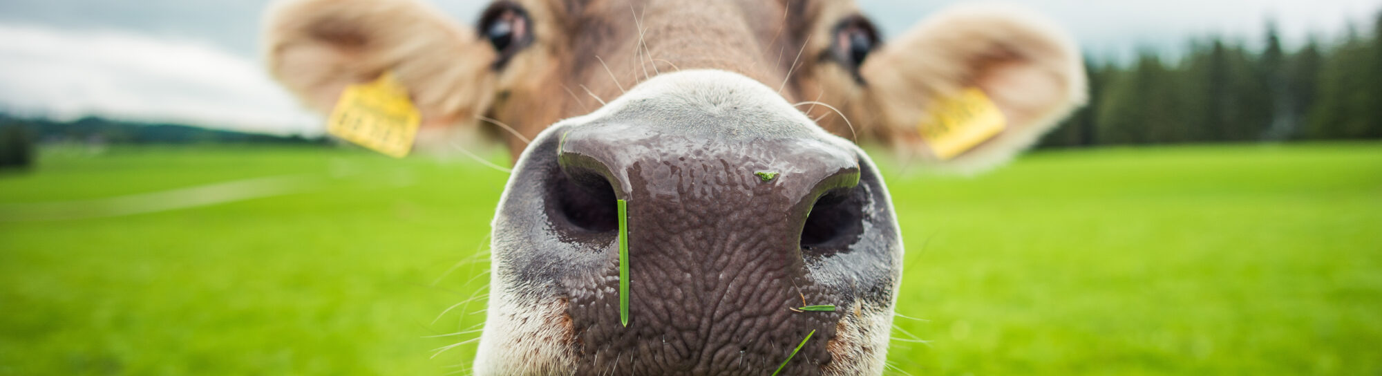La vache climato-compatible arrive-t-elle bientôt ?
