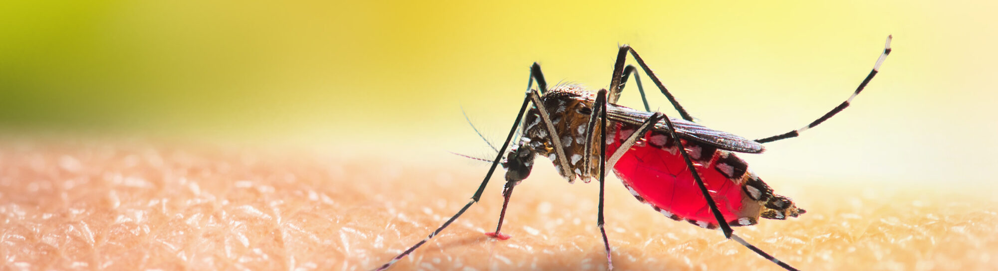 Gene Drive Against Malaria: Blessing or Ecological Gamble?