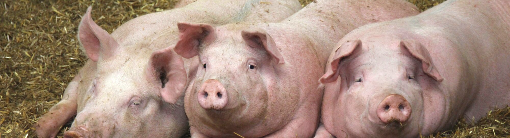 Aucune cochonnerie : pourquoi les verrats sans testicules représentent un vrai progrès pour le bien-être animal