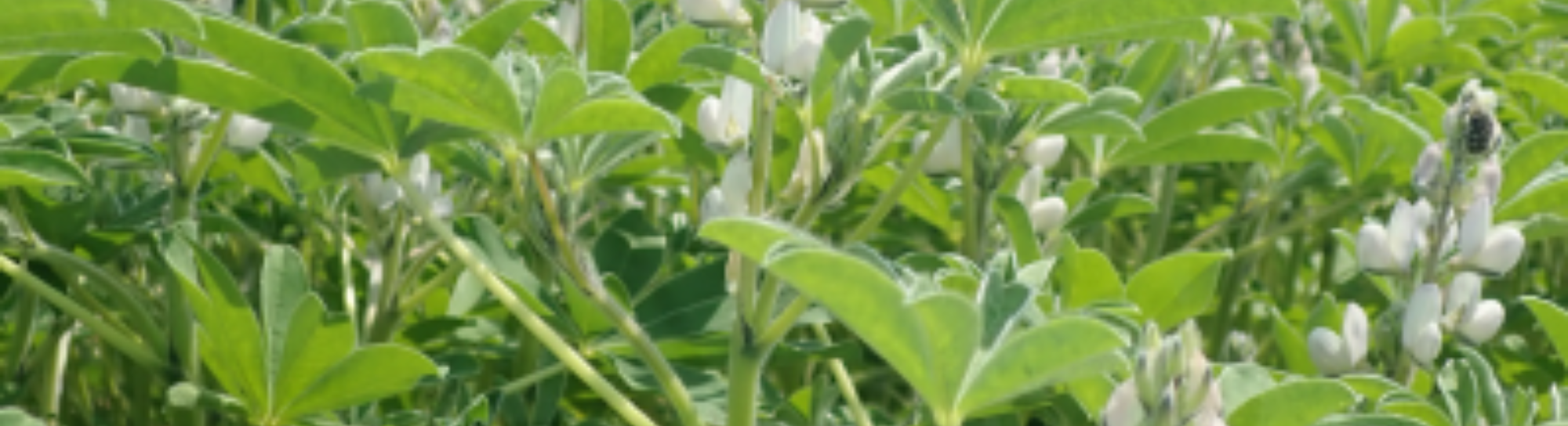 Superfood mit Ecken und Kanten