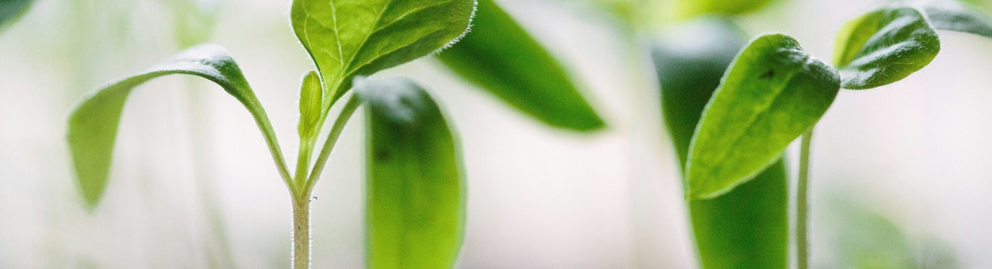 Why Strict GMO Regulation Stifles Innovation