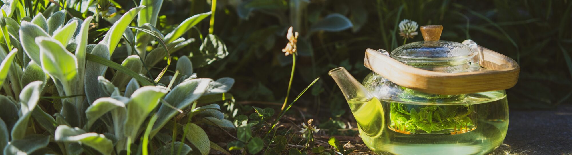 Herbal Teas: Making You Sick Instead of Slim