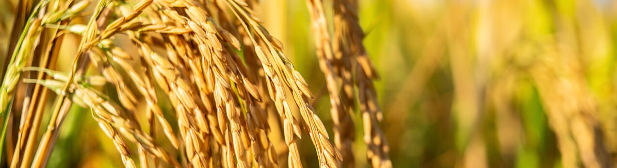 Golden Rice Meaning swiss-food.ch - Wissenschaftler warnen wegen Golden Rice-Verbot vor ...