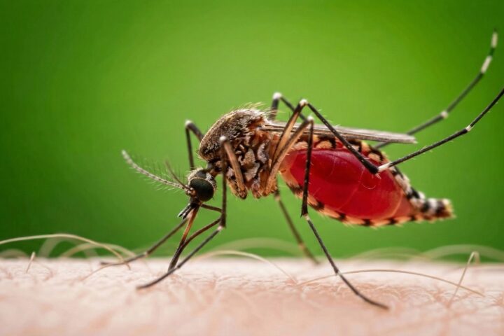 Moustique tigre : Pourquoi les insecticides restent-ils tabous malgré le plan d'action de la Confédération ?