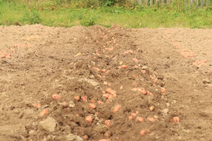 Kartoffelernte auf Rekordtief, und beim Bund herrscht Stillstand