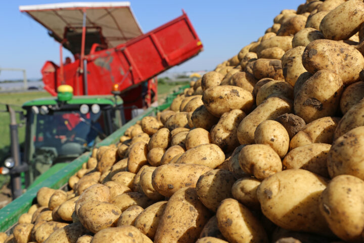 Potato farmers want robust varieties