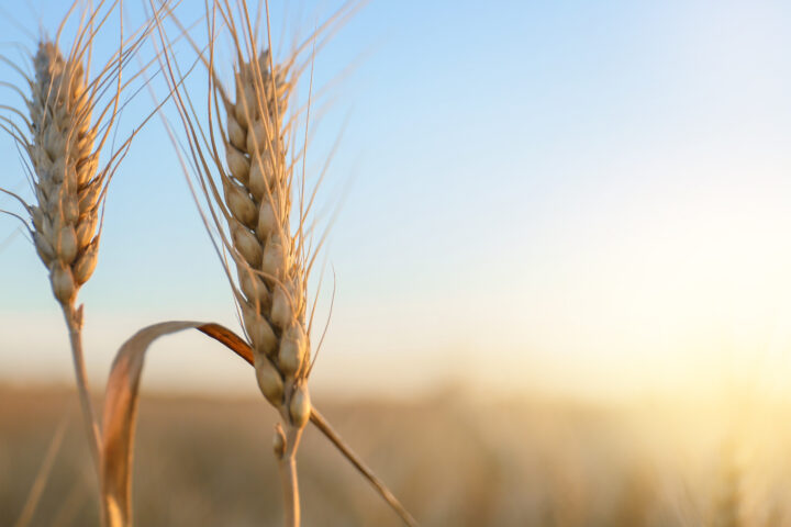 Zulassungen werden weltweit zur Innovationsbremse – und die Landwirtschaft bleibt auf der Strecke