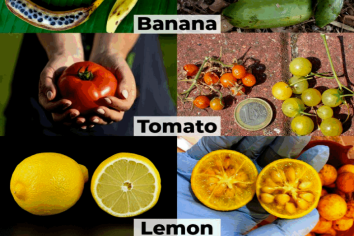 Schöne und köstliche Mutanten auf Ihrem Teller: Die missverstandene Welt der Pflanzenzüchtung