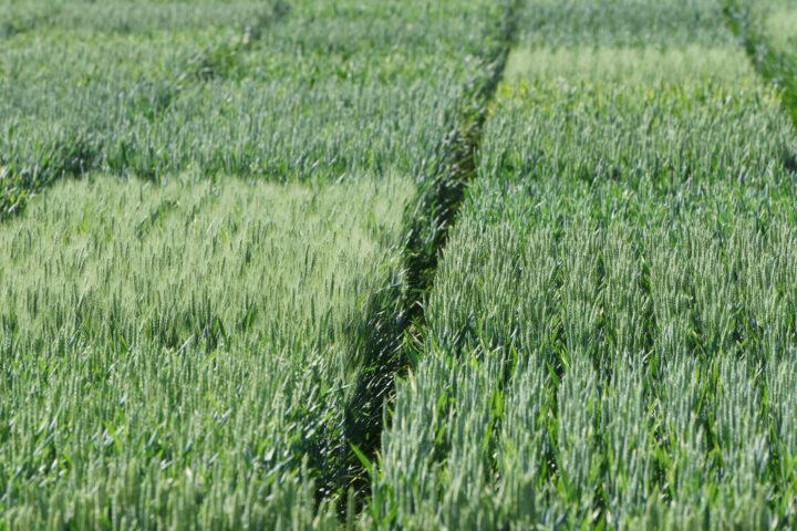 The Great Suffering of Farmers