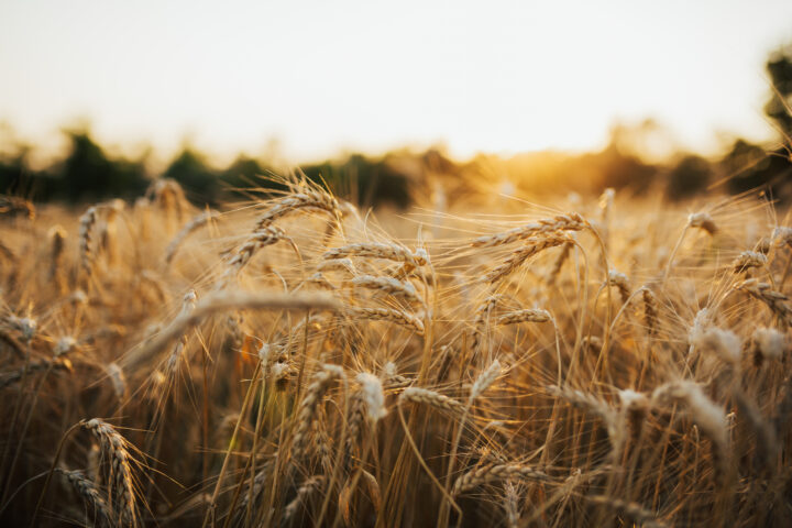Will this field trial revolutionise barley production?