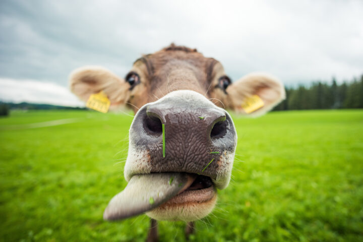La vache climato-compatible arrive-t-elle bientôt ?