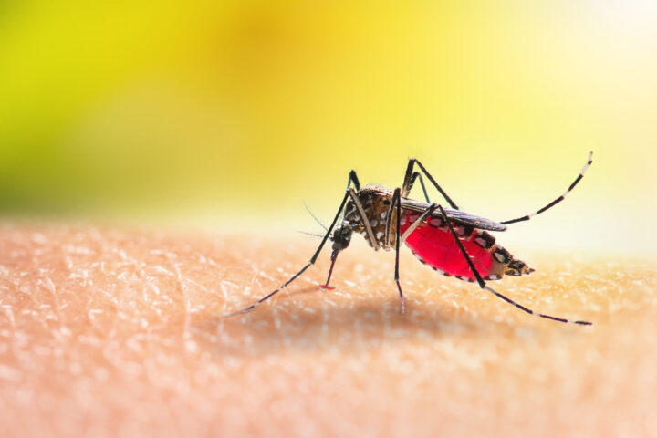 Gen-Drive gegen Malaria: Segen oder ökologisches Wagnis?