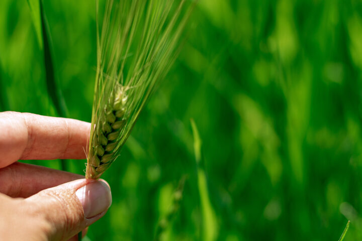 How German Experts View New Breeding Techniques