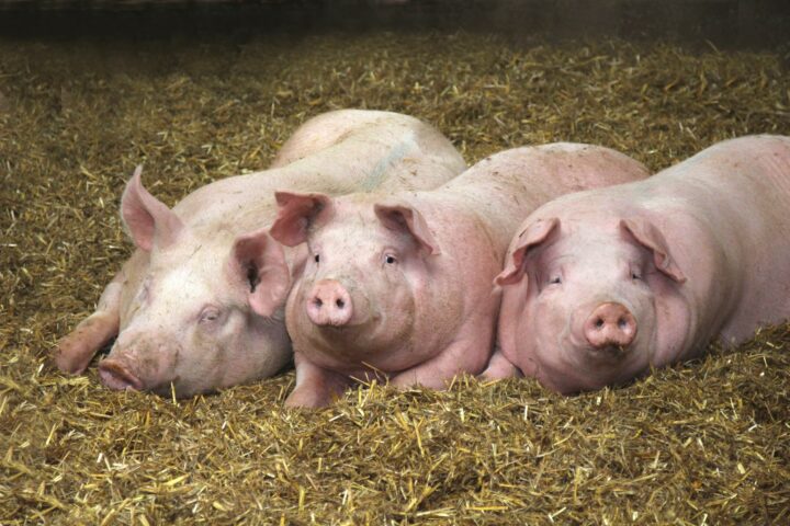 Keine Schweinerei: Warum hodenlose Eber ein klares Plus fürs Tierwohl sind