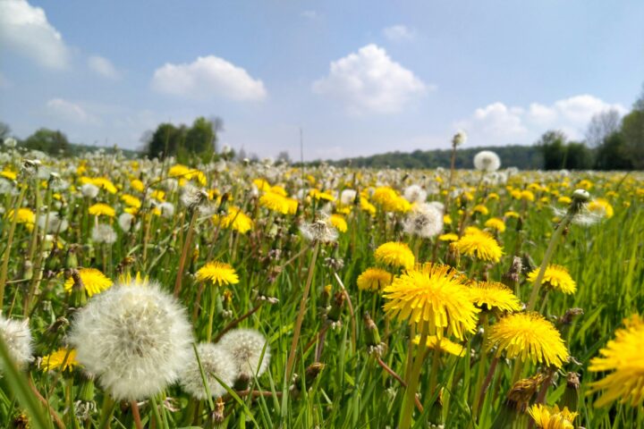 Condoms made from dandelions? Thanks to genome editing, it could become possible!