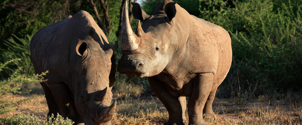 Biotechnology as a Tool for Nature Conservation