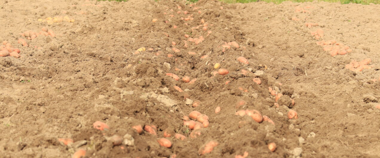 Record low potato harvest: Why is the Federal Council standing still?