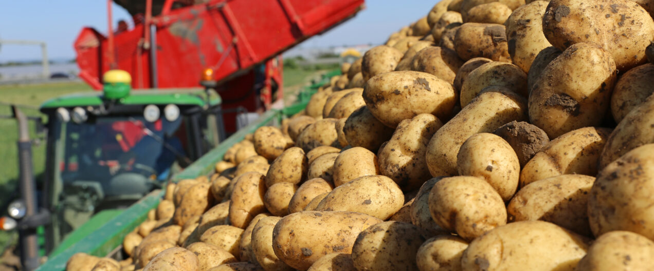 Les cultivateurs de pommes de terre veulent des variétés robustes