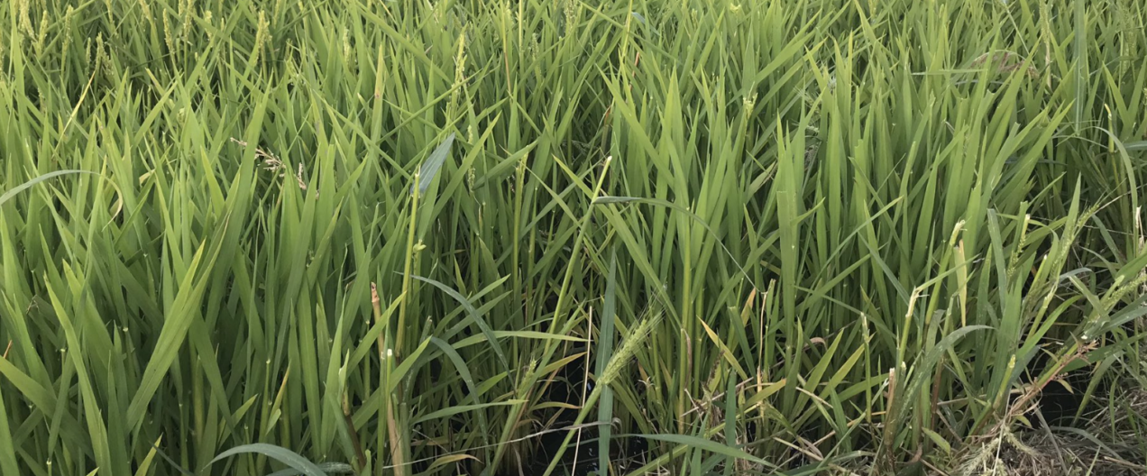 Du riz suisse pour les sushis – possible depuis quelques années