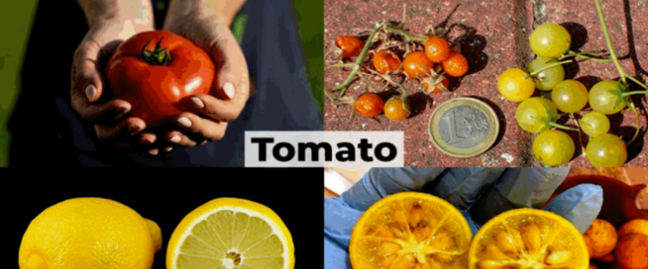 De beaux et délicieux mutants dans votre assiette : le monde mal compris de l’amélioration des cultures