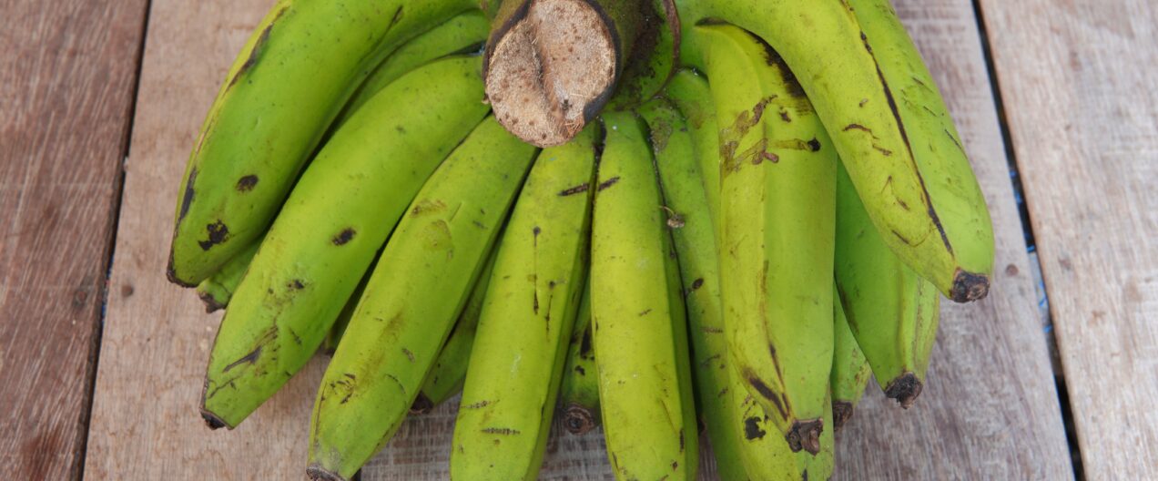 How genetic engineering is saving the Cavendish banana