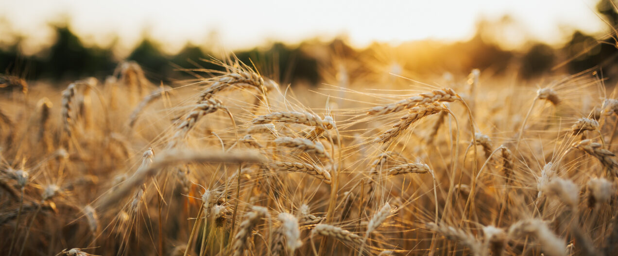 Will this field trial revolutionise barley production?