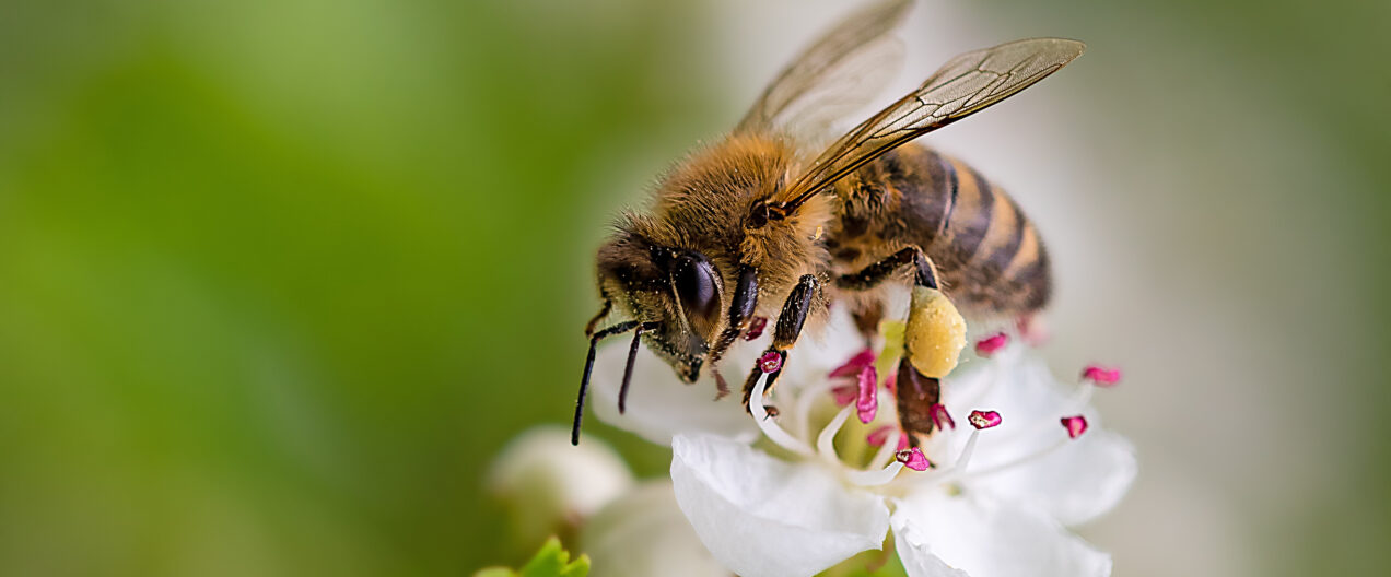 Insektensterben: Die Fakten hinter dem Alarm