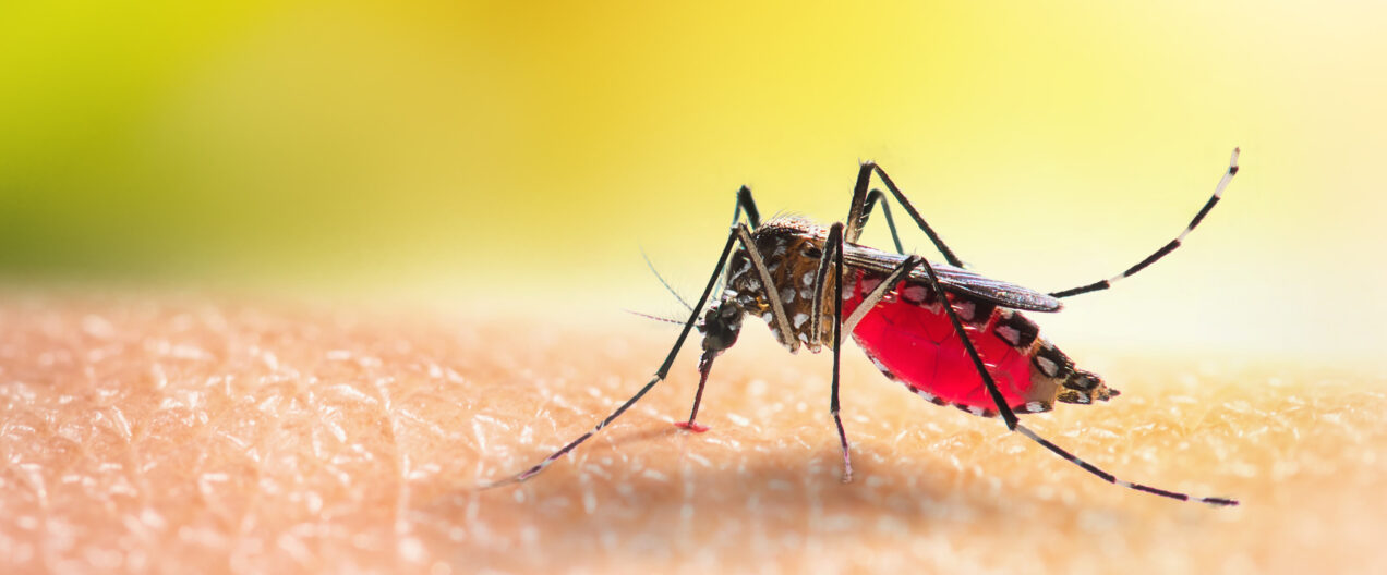 Gen-Drive gegen Malaria: Segen oder ökologisches Wagnis?