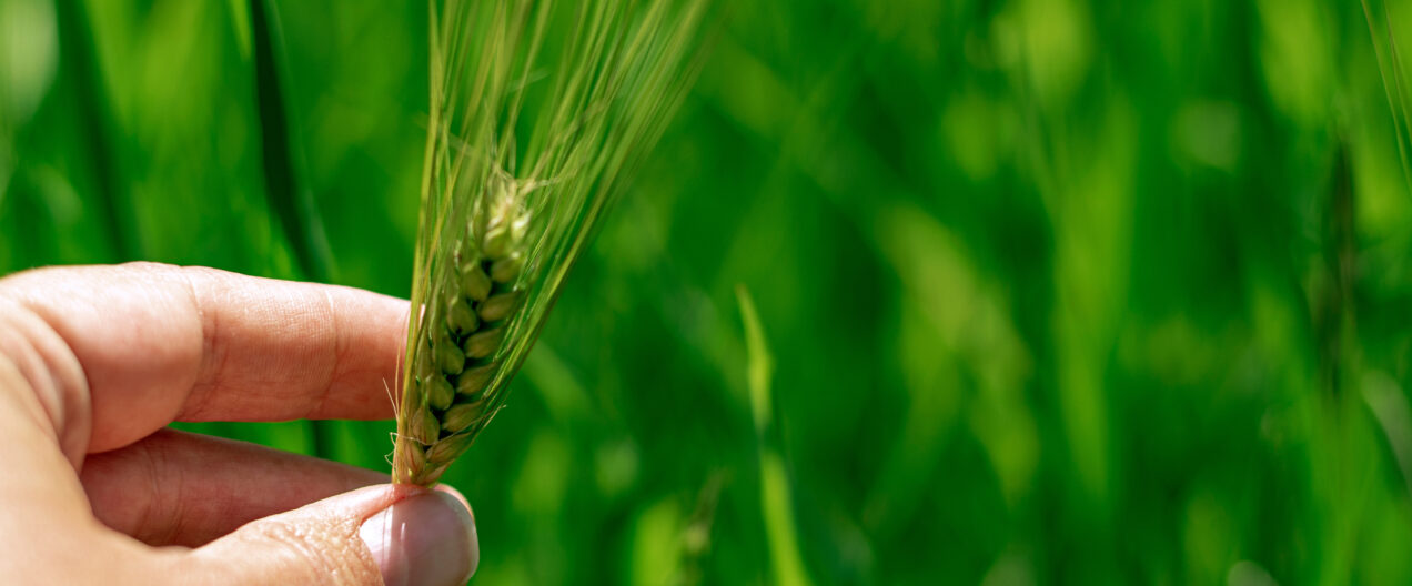 How German Experts View New Breeding Techniques