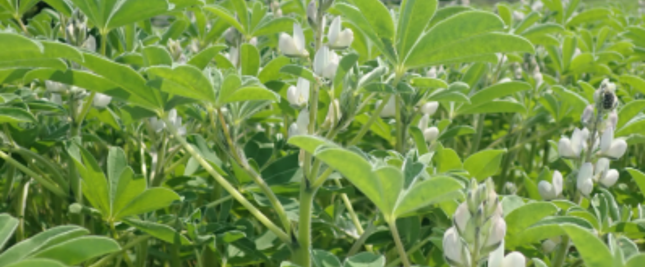 Superfood mit Ecken und Kanten