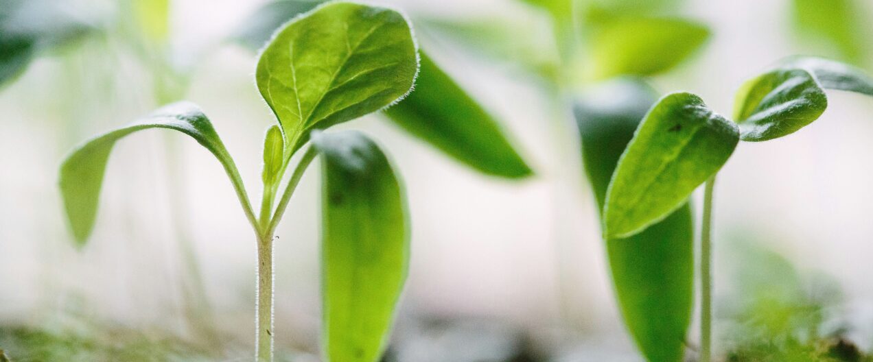 Pourquoi une réglementation stricte des biotechnologies freine l’innovation