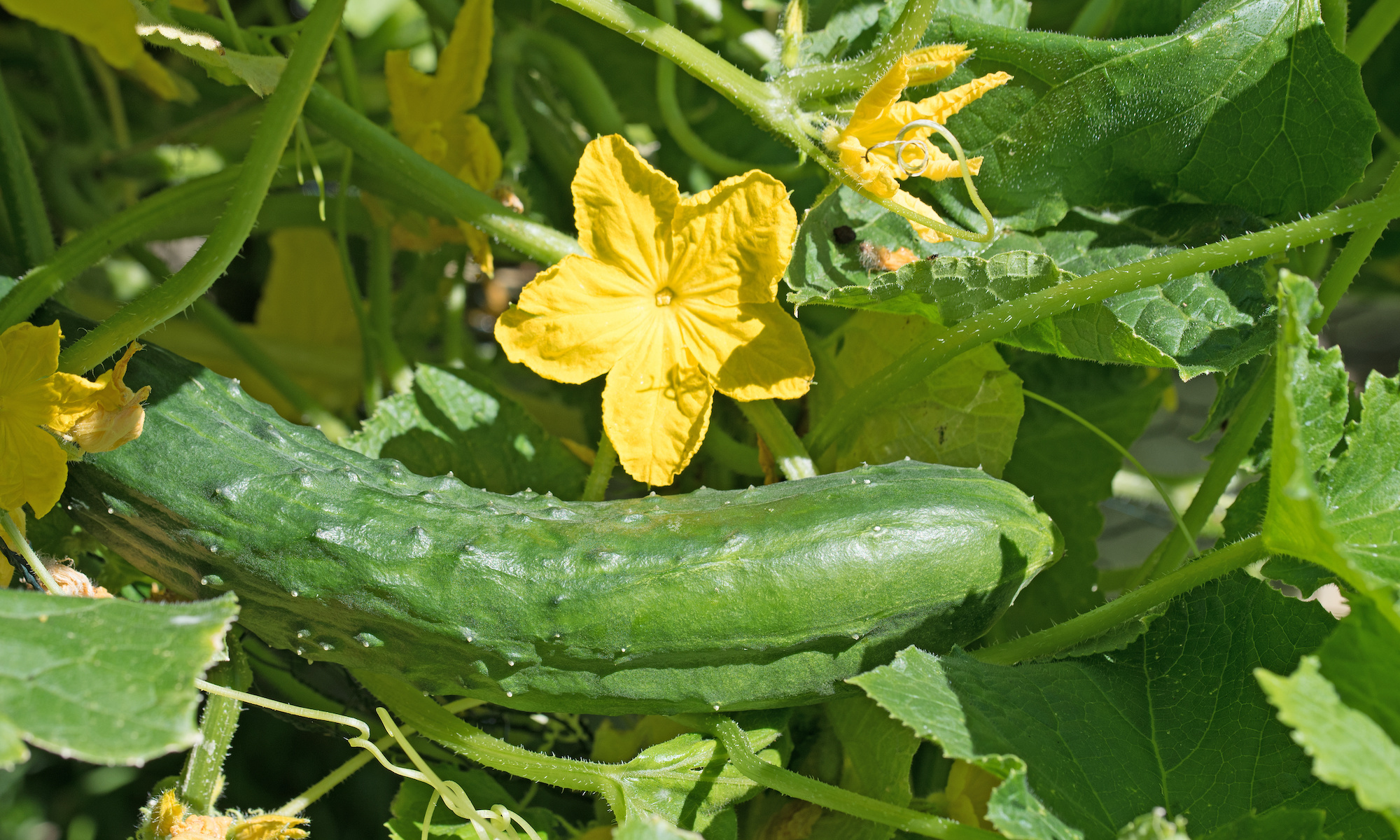 New breeding methods help against virus infestation - for example in cucumbers. (Image: Adobe Stock)