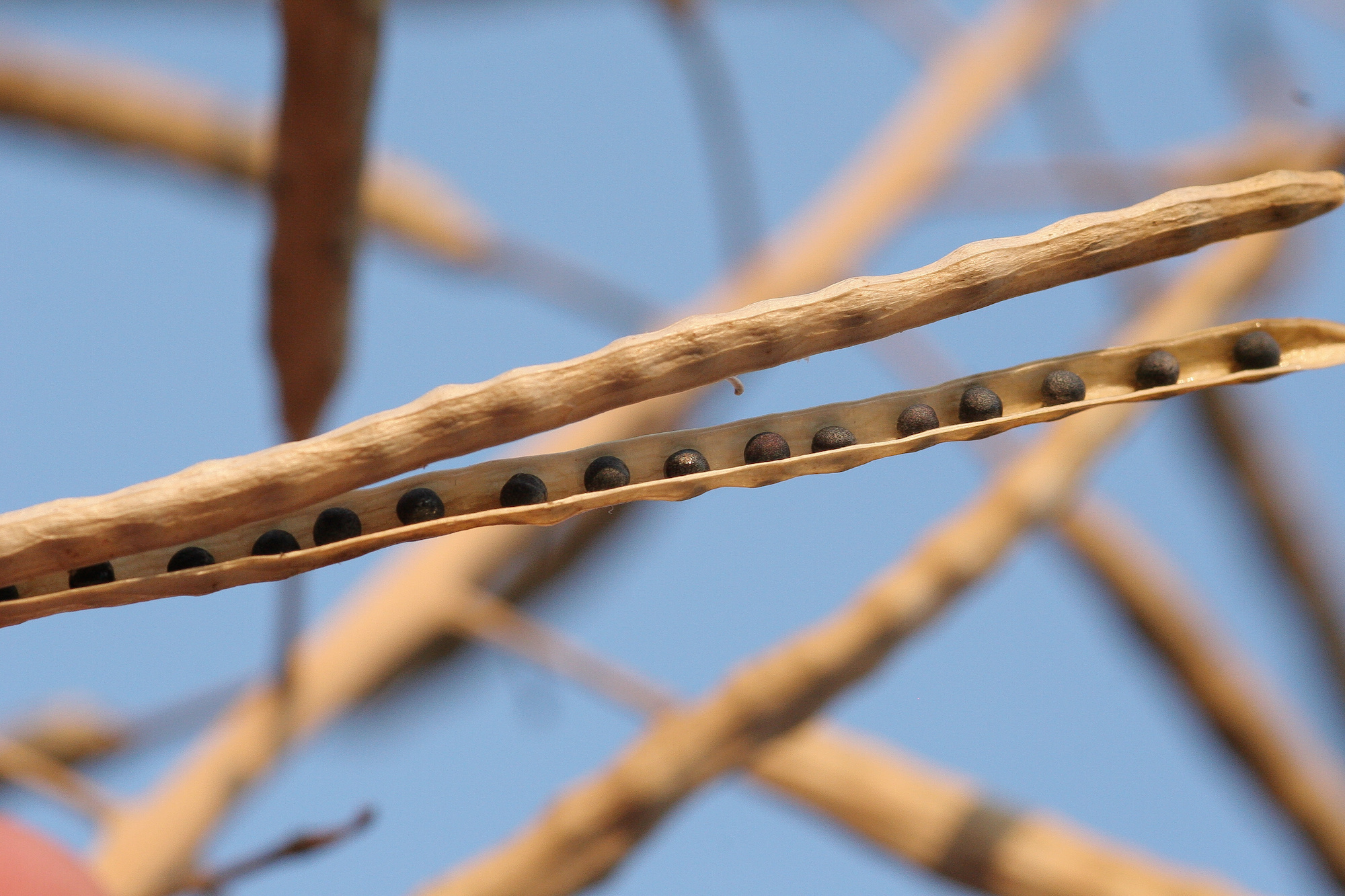 Firmer canola pods do not burst prematurely and increase farmers' yields. (Image: Adobe Stock)