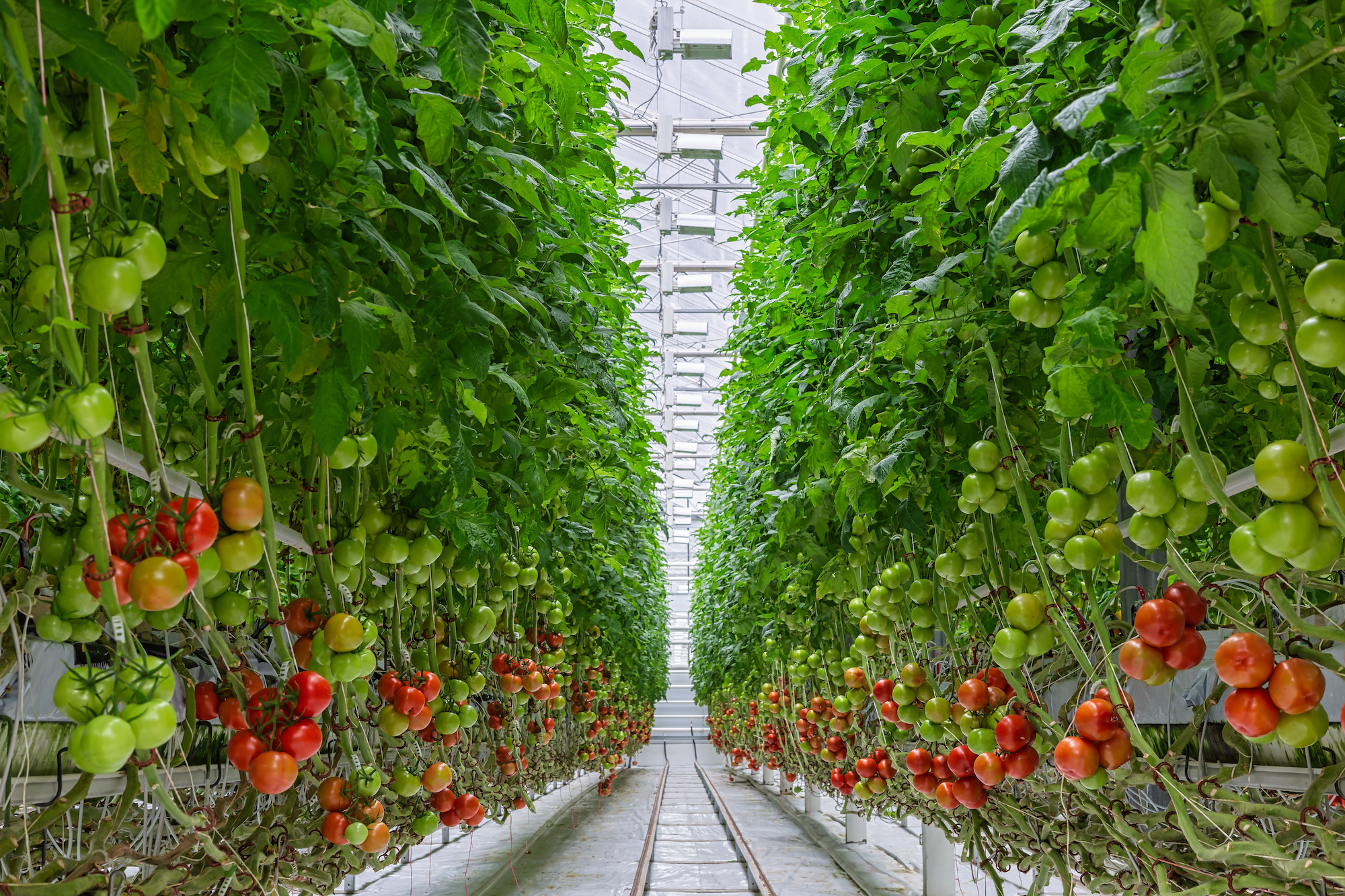 Compact growth saves space and is therefore suitable for urban agriculture. (Image: Adobe Stock)