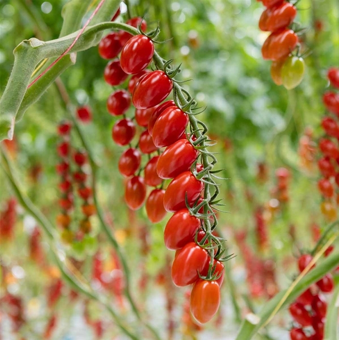 Die Delisher Tomate von Bayer zeichnet sich dadurch aus, dass die Früchte sehr gut an den Zweigen halten. So bleibt die Frucht nach der Ernte intakt, ist länger haltbar und braucht weniger Verpackungsmaterial. (Foto: Bayer Crop Science)