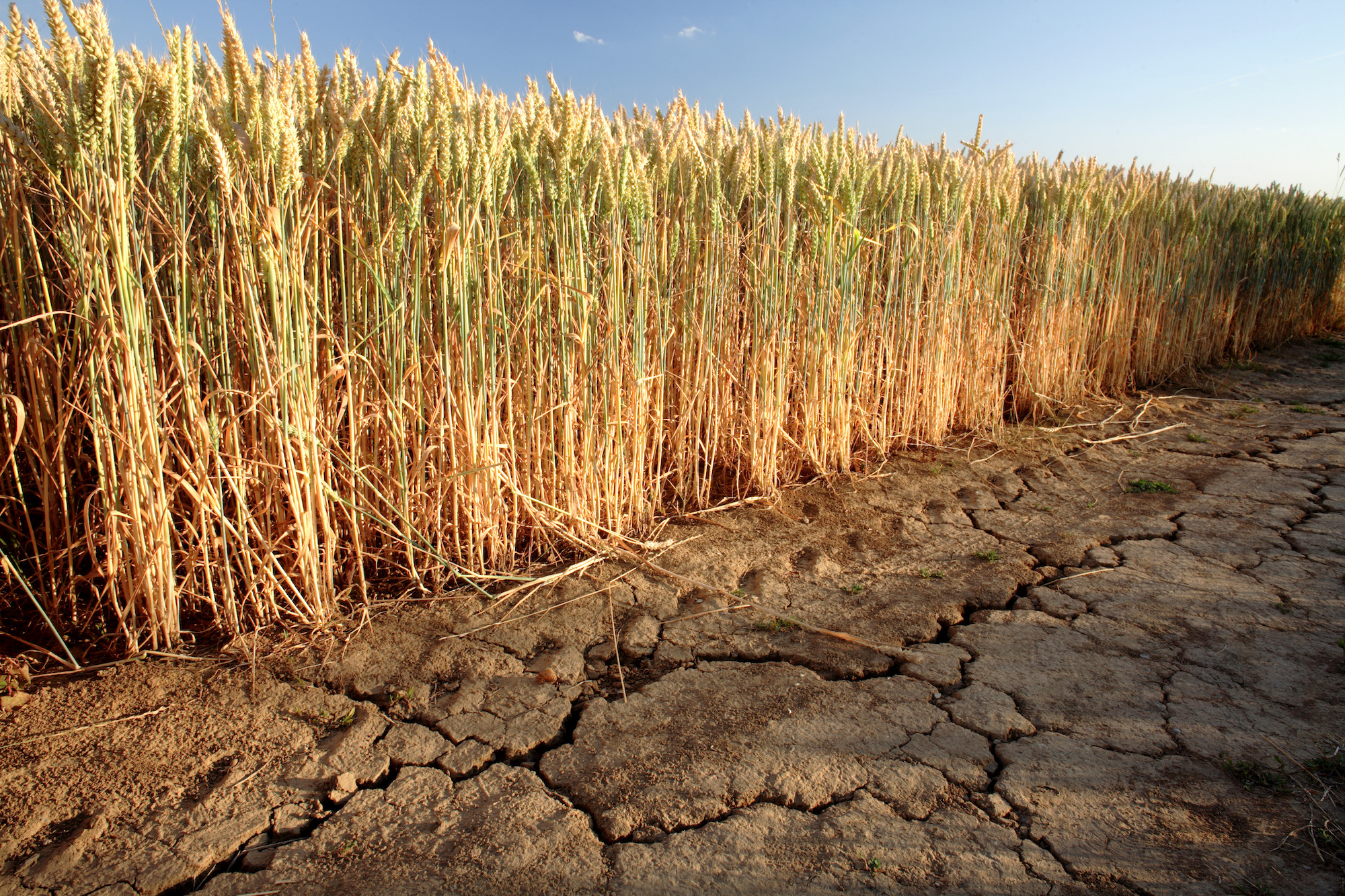 Increased stress tolerance to droughts is becoming more important in the face of climate change. (Image: Adobe Stock)