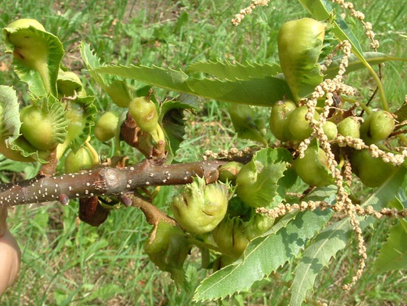 Gall formation on young shoots of a chestnut tree in spring (Photo: FOEN).