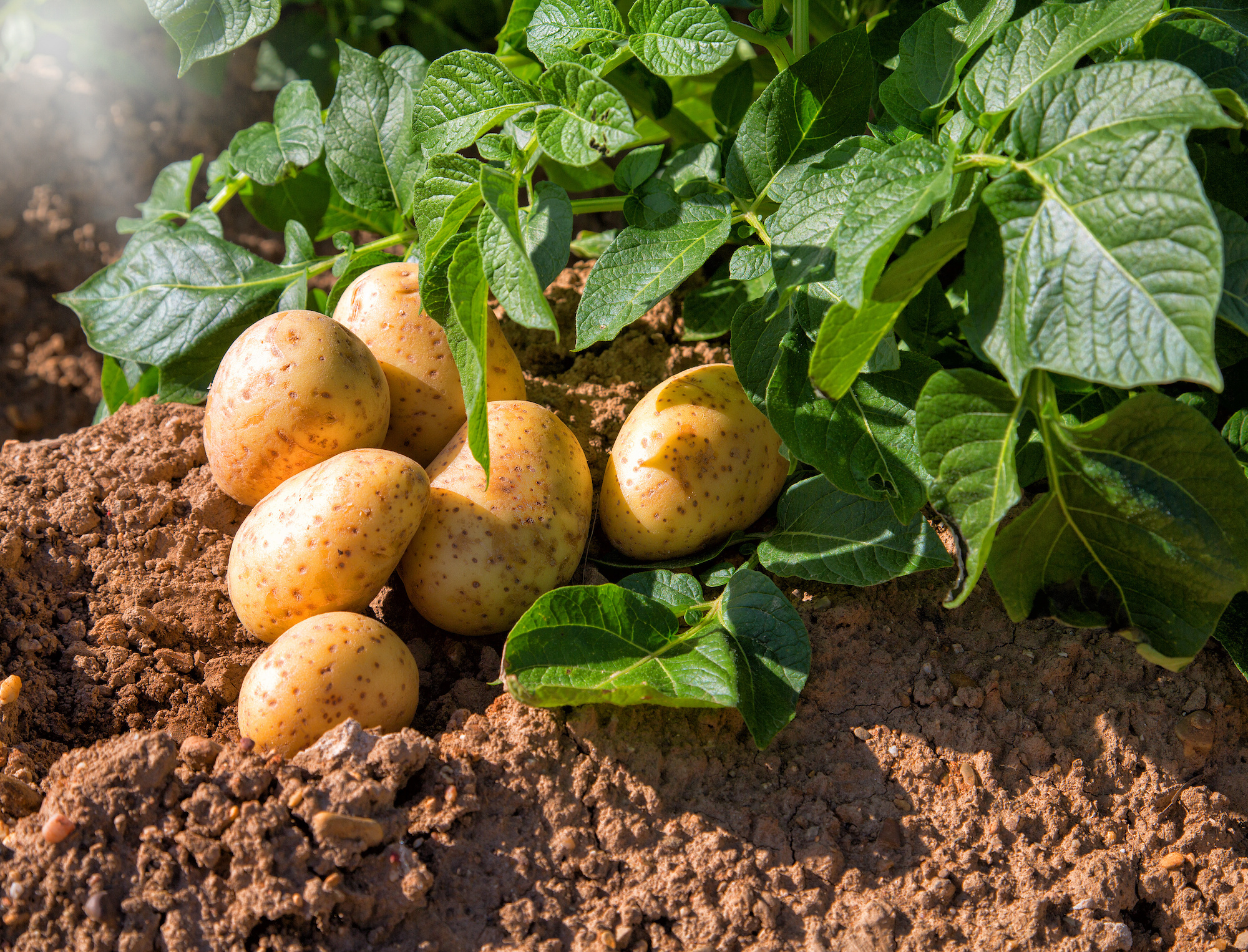 De belles pommes de terre obtenues avec peu de produits phytosanitaires grâce à CRISPR/Cas9. (Photo: Adobe Stock)