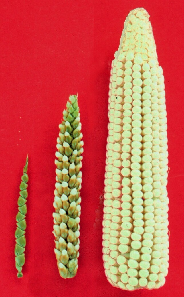 Effekt stetiger Selektion: Von der hageren Teosinte zum massigen Mais. (Bild: Wikimedia / John Doebley)