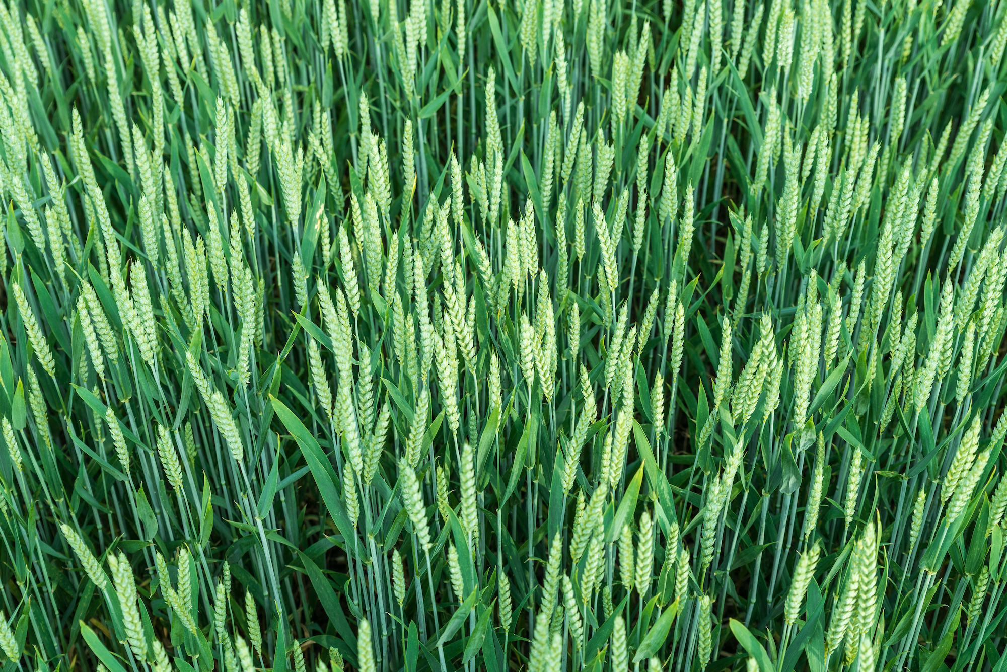 Die komplexe Genetik des Weizens verhinderte bisher die Züchtung resistenter Sorten. (Bild: Adobe Stock)