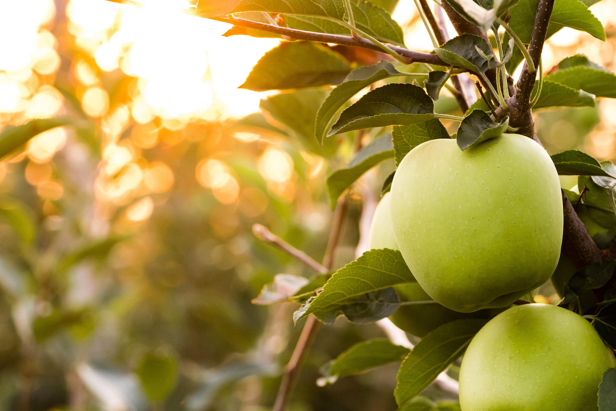 Popular varieties like Golden Delicious can be made resistant to fire blight with genetic scissors. (Image: Adobe Stock)