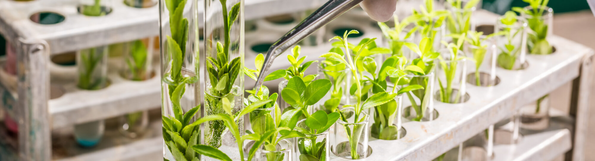 Le monde a-t-il vraiment besoin de plantes obtenues par édition du génome?
