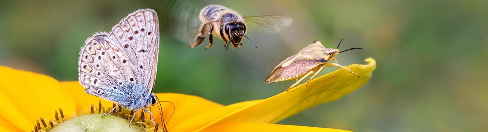 «Les pesticides sont responsables de la mort des insectes.»