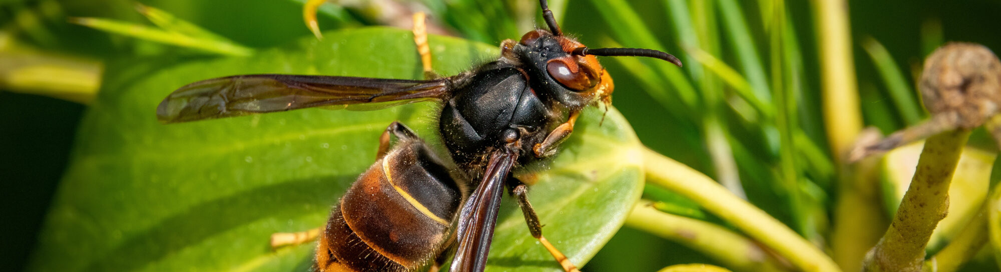 Asian hornet threatens native honey bee